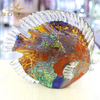 Colorful Art Glass Fish Sculpture